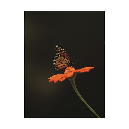 Kurt Shaffer Photographs 'Monarch On Orange' Canvas Art,14x19